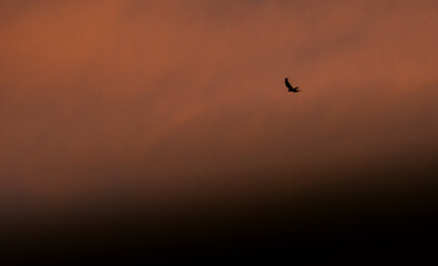 Fototapeta na wymiar birds in sunset