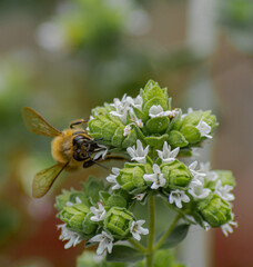 bees on flowers