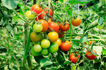 Ripe tomatoes on a farm in North China