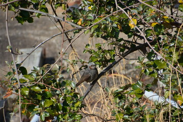 木にとまるヒヨドリ