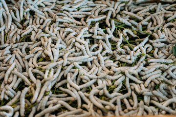 Pile of silk worms crawl in box with green plants to eat.