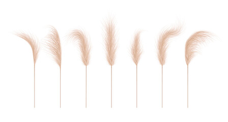 Fototapeta Pampas grass collection. Floral ornament elements in boho style. Vector illustration isolated on white background. Trendy design for wedding invitations, postcards, interior or flower arrangements. obraz