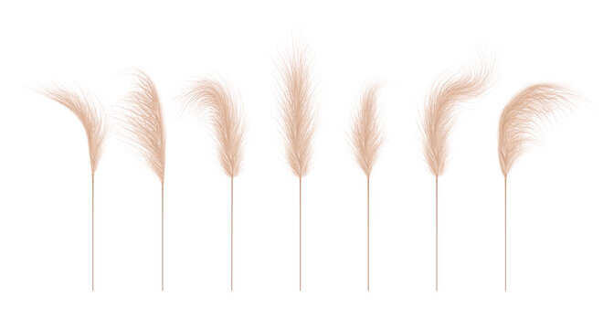 Pampas grass collection. Floral ornament elements in boho style. Vector illustration isolated on white background. Trendy design for wedding invitations, postcards, interior or flower arrangements.