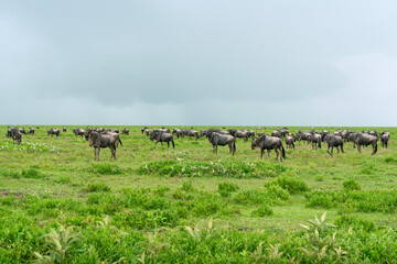 Naklejka na ściany i meble Big group of wildebeests in the savannah. Great Migration.