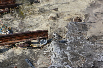 浜辺のハクセキレイ