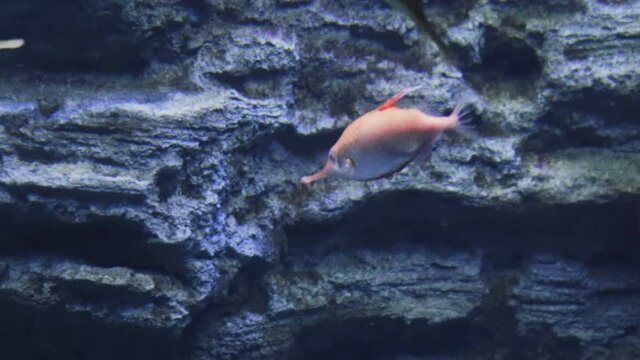 Ocean fish Longspine snipefish - Macroramphosus scolopax