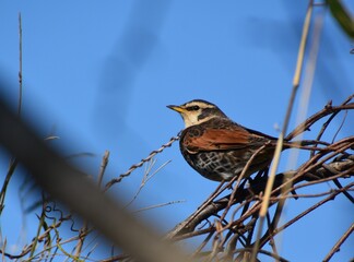木にとまるツグミ