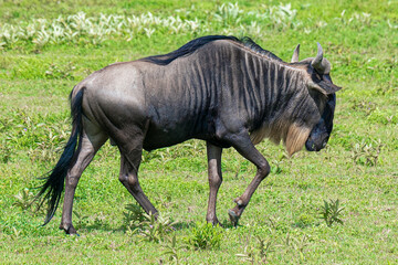 Blue wildebeest passing by in grassland
