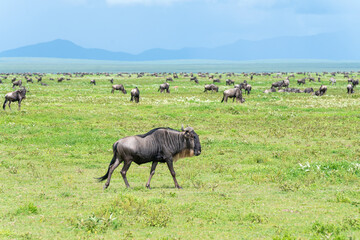 Big group of wildebeests in the savannah. Great Migration.