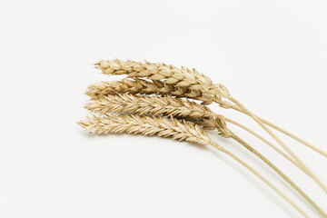Shining golden painted wheat ears close up. Pastel color background with ripening ears pf cereal...