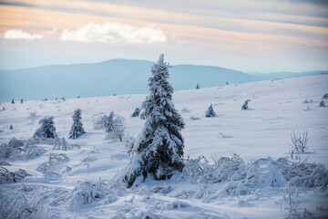 Fototapeta na wymiar Winter tree. Snowy weather. Snowstorm in forest. Season tourism travel.