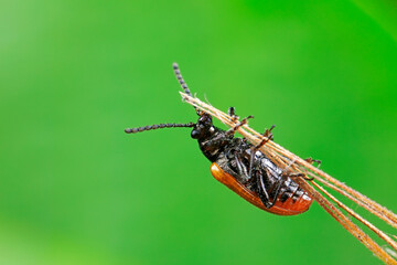 Negative mud bug inhabits wild plants in North China