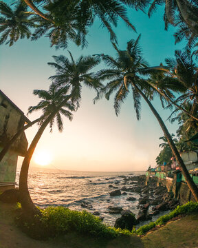 India goa arambol palm trees sun