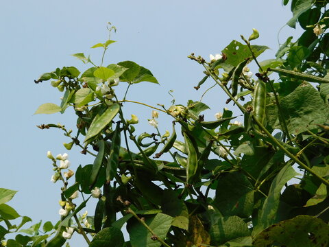 Lablab purpureus (Hyacinth bean, Dolichos bean, Seem bean, Lablab bean, Australian pea) ; Fresh pods on trunk, green and crimson, flat, long, curled with end nip.