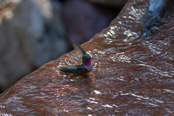 Humming Bird on water feature