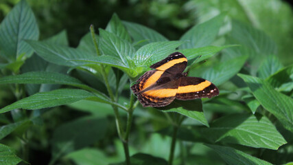 Australian Lurcher Butterfly