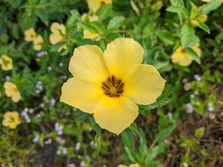 Damiana Flowers (Turnera Diffusa) Herbal Medicine Raw Materials