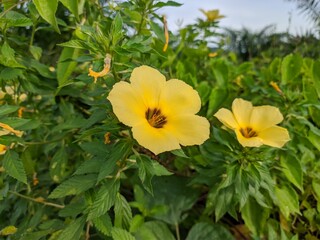 Damiana Flowers (Turnera Diffusa) Herbal Medicine Raw Materials