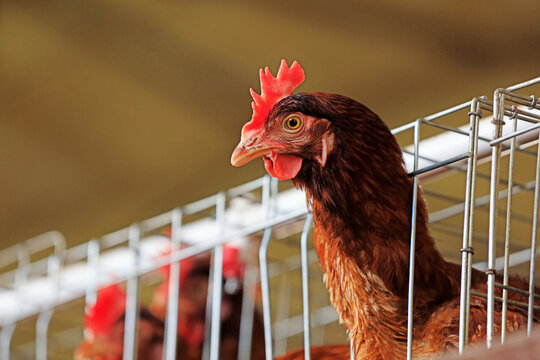 Laying hens in cages in a farm, North China
