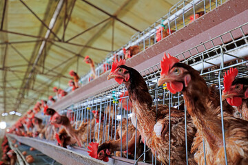Laying hens in cages in a farm, North China