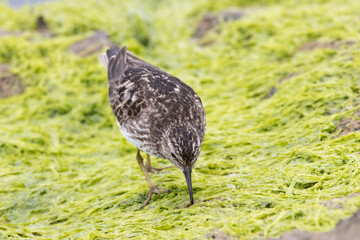 Least Sandpiper Searching for Meal