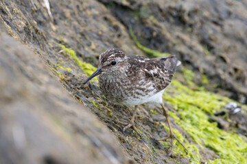 Least Sandpiper Searching for Meal