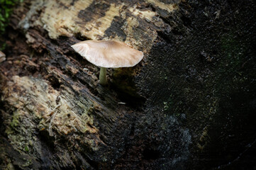Fototapeta premium Mushroom Fungus on a Dead Decaying Tree