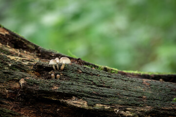 Obraz premium Mushrooms on a Fallen Tree