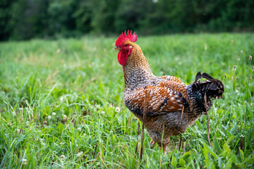 Proud Rooster in the Pasture