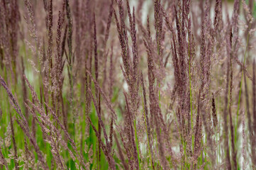 Purple and Green Ornamental Grass