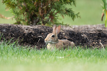 Rabbit in the Backyard