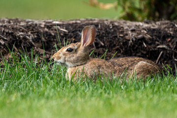 Rabbit in the Backyard