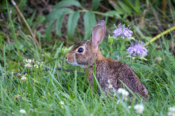 Rabbit in the Grass