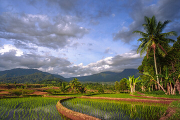 Natural scenery of Indonesian rice fields with beautiful hills in the village of Kemumu, Bengkulu Utara, Indonesia