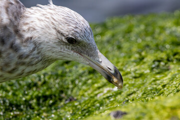 Obraz premium Seagull Eating a Crab