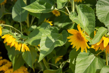 Sunflower blooming under sunlight in the garden 