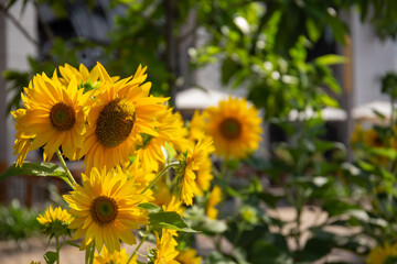 Obraz premium Sunflower blooming under sunlight in the garden 