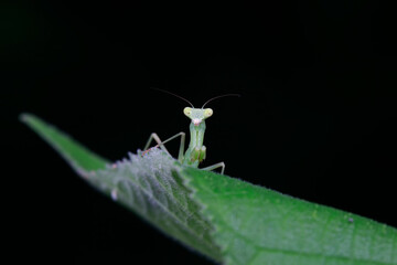 Mantis inhabits wild plants in North China