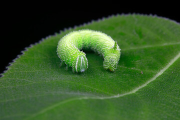 Moth larvae live on wild plants in North China