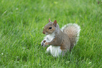 Squirrel in the Grassy Park