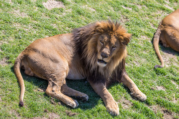Lion male lying in the green grass.