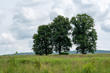 Fototapeta na wymiar Three Trees on a Hill