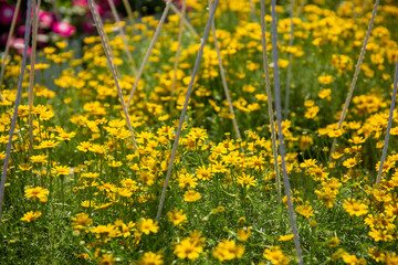 Closeup shot of beautiful yellow magnolia flowers in a garden