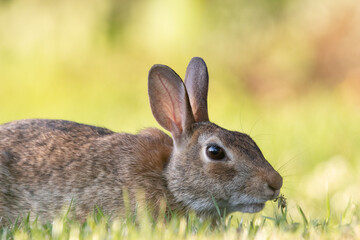 Wild Rabbit in the Grass