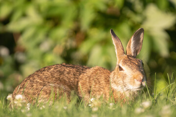 Wild Rabbit in the Grass