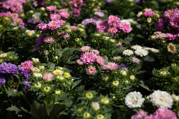 White, purple and pink chrysanthemum in garden under sunlight . A bouquet of chrysanthemums. Chrysanthemum Flower.
