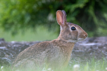 Wild Rabbit in the Grass
