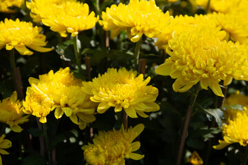 Many yellow chrysanthemums in the garden
