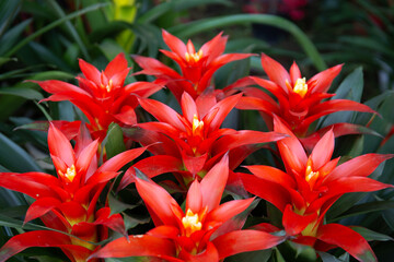 Tropical plant bromeliad flower in the garden. Colorful of bromeliads farm