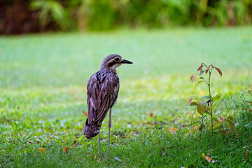 A Bush Stone Curlew